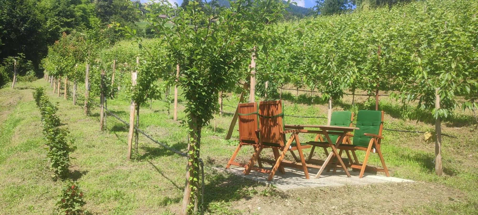 Janas Bolzano Mountain Apartment Тесимо Екстериор снимка